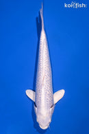 12.5" GINRIN PLATINUM OGON