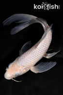 9.25" SORAGOI BUTTERFLY