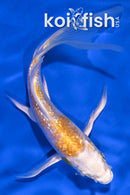 4.5" GINRIN LEMON HARIWAKE BUTTERFLY