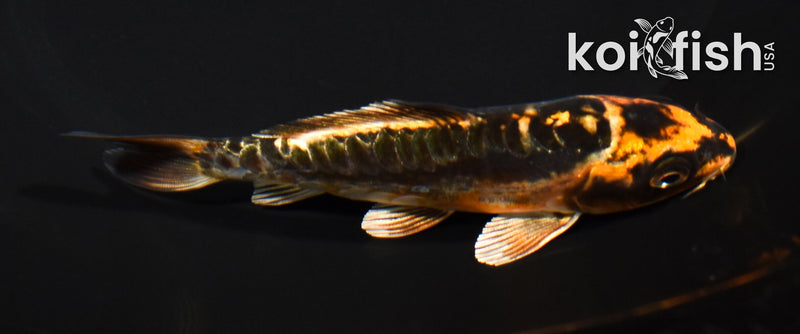 5" BENI KIKOKURYU
