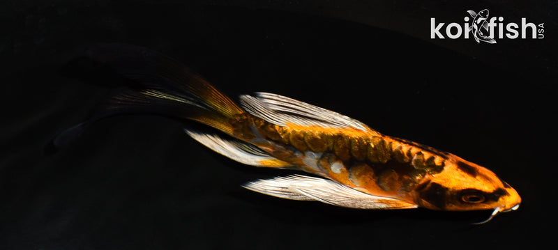 5.5" ARAGOKE BENI KIKOKURYU BUTTERFLY