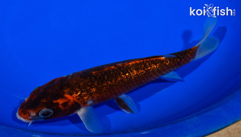 7.25" GINRIN GOROMO