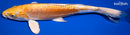 11.5" DOITSU LEMON HARIWAKE