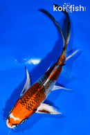 5.5" KUJAKU BUTTERFLY