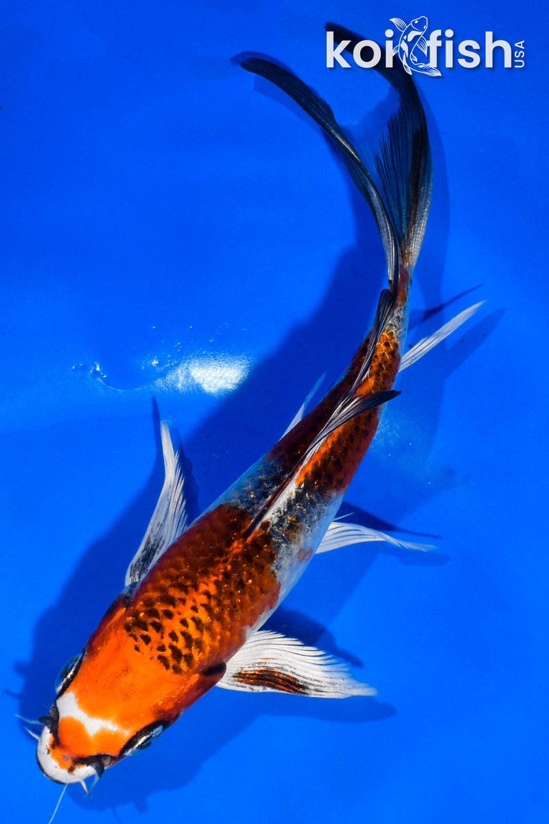 5.5" KUJAKU BUTTERFLY