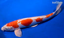 14" KIKUSUI