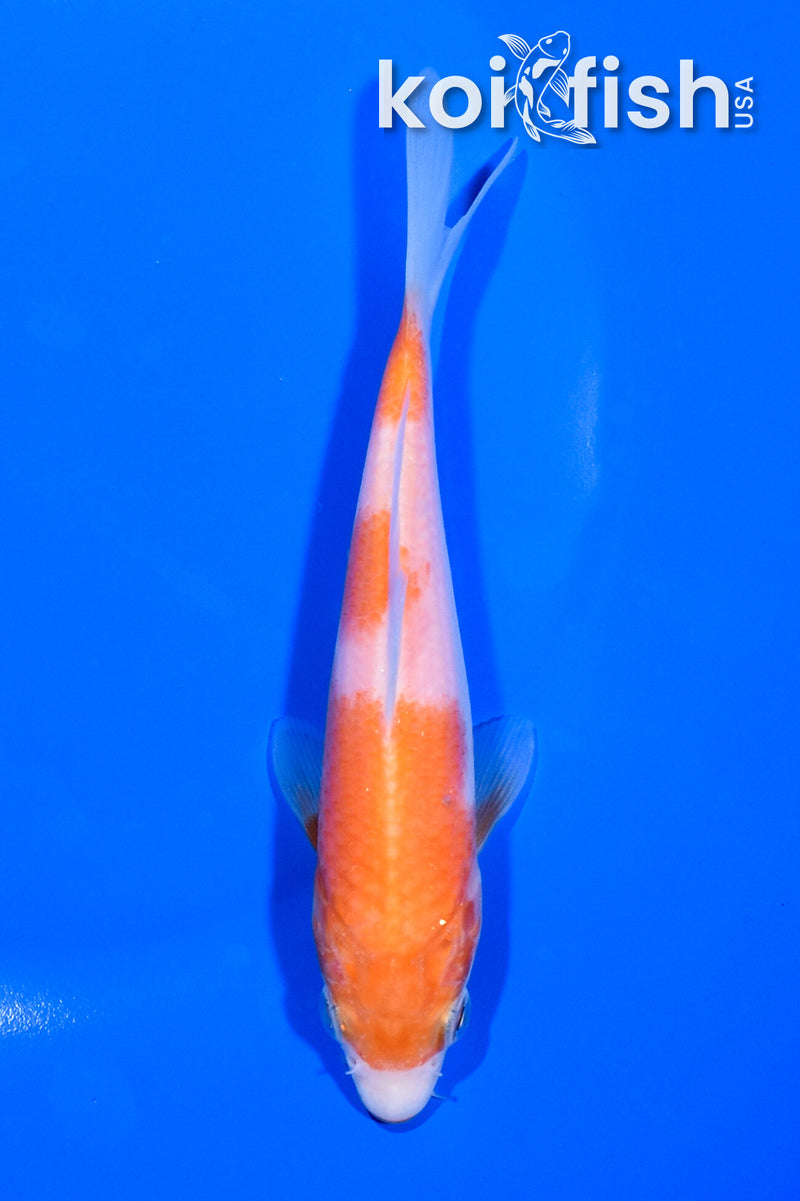 5.25" SANDAN KOHAKU