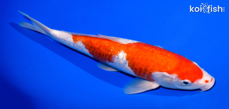 11.5" GINRIN KOHAKU