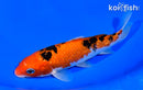 6.5" GINRIN AKA SANKE
