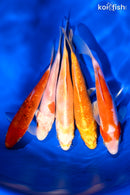 PACK OF (5) 5.25-6" STANDARD KOI