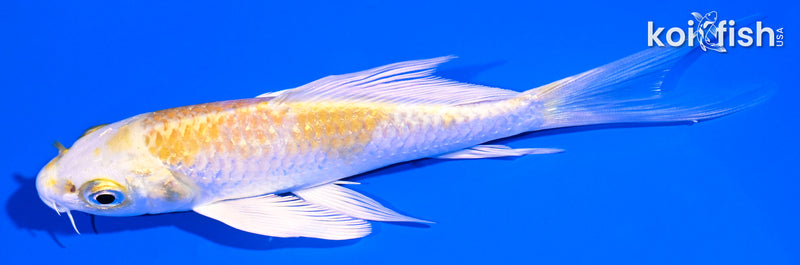 5" GINRIN LEMON HARIWAKE BUTTERFLY