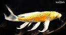 9.75" ARAGOKE YAMABUKI OGON BUTTERFLY