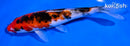 6.5" SANKE
