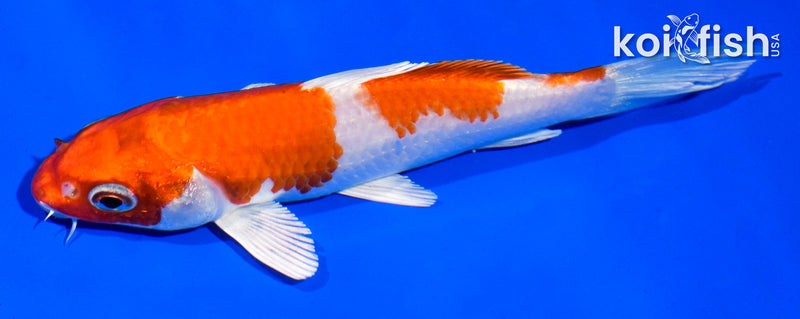 5" HARIWAKE