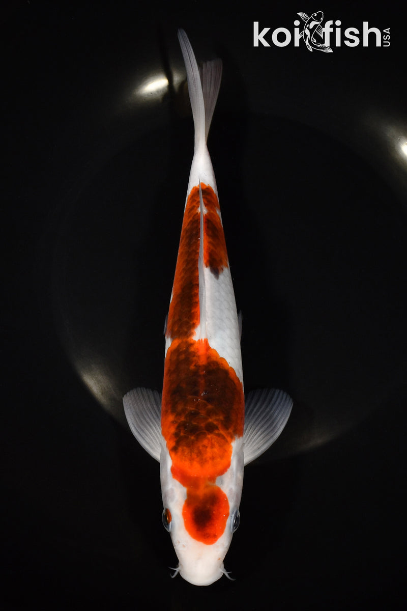 8.75" GOROMO