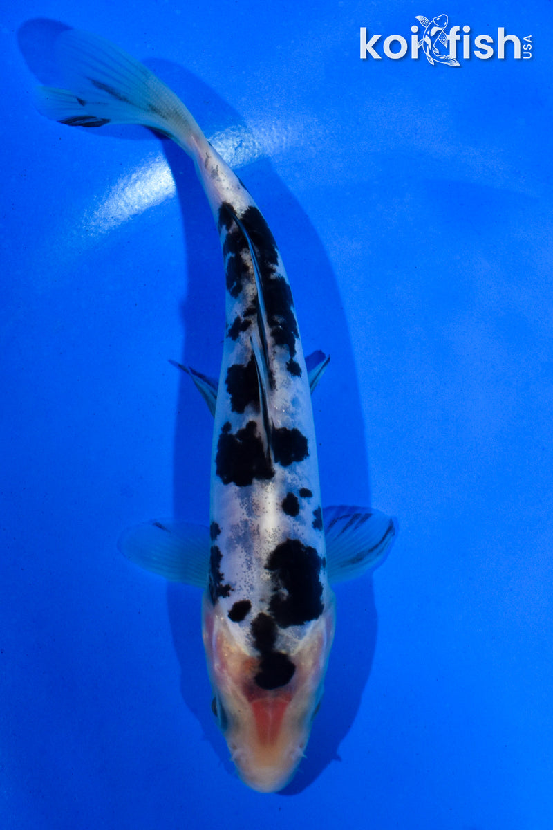 5" SHIRO BEKKO