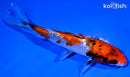 5.5" GINRIN SANKE