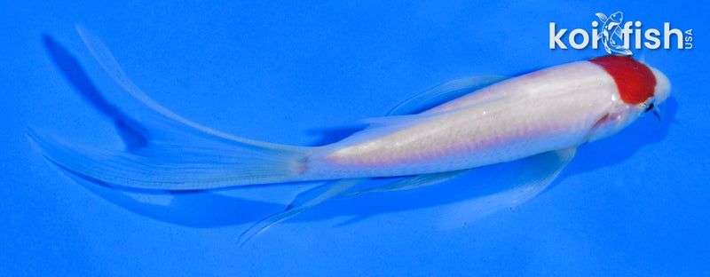 5" TANCHO KOHAKU BUTTERFLY