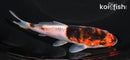 5.25" GOROMO