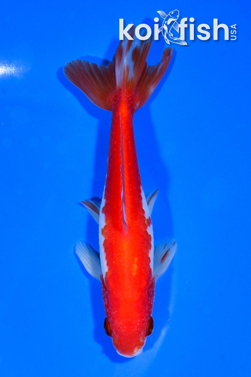 5.5" SARASA WAKIN GOLDFISH