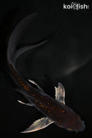 5.5" GINRIN  OCHIBA SHIGURE BUTTERFLY