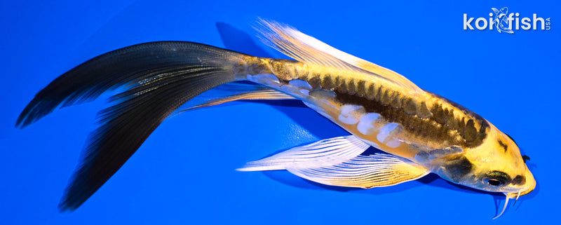 6.25" ARAGOKE KIN KIKOKURYU BUTTERFLY