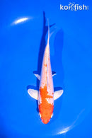 5.5" HARIWAKE