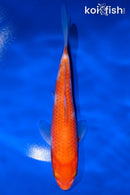 6.5" KOHAKU