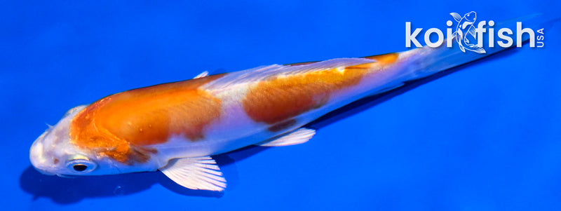 4.5" LEATHER KIKUSUI