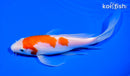 8.25" KOHAKU BUTTERFLY