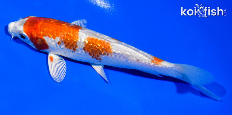 5.5" GINRIN HARIWAKE