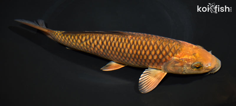 9" CHAGOI