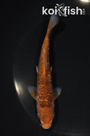 5.5" ARAGOKE OCHIBA SHIGURE