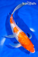 10.75" GINRIN KOHAKU BUTTERFLY