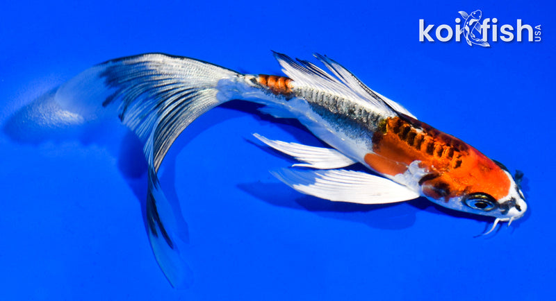 5.5" BENI KIKOKURYU BUTTERFLY