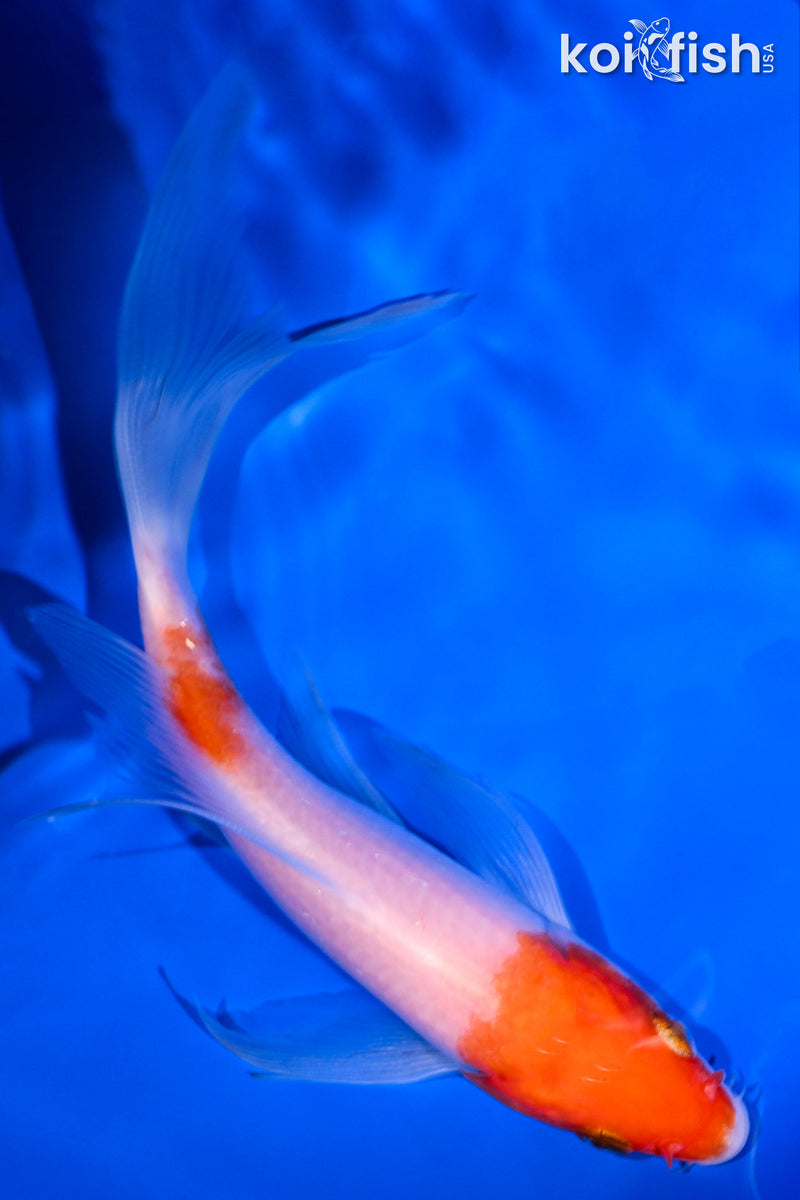 5.5" KOHAKU BUTTERFLY