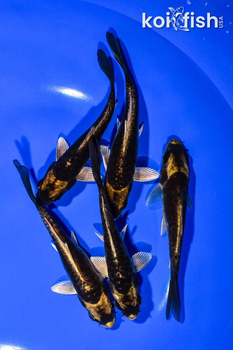 PACK OF (5) 4.25"-5" KABUTO KOI