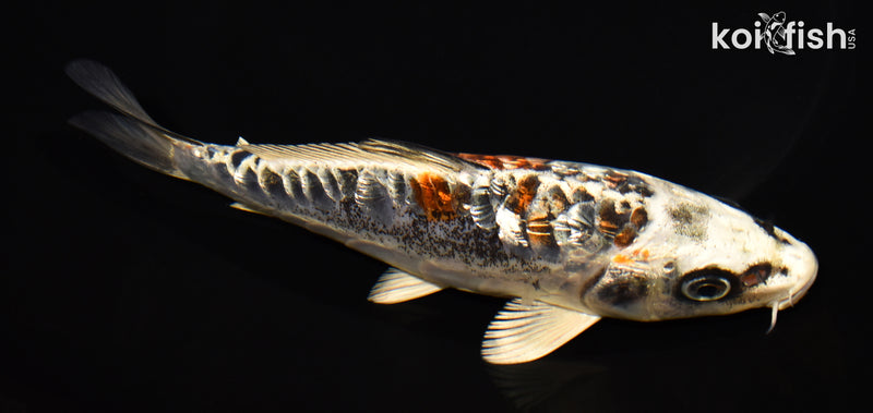 6.5" GINRIN BENI KIKOKURYU