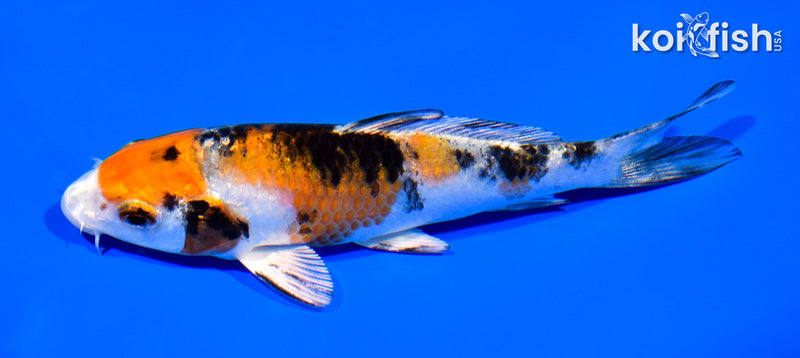 5.25" YAMATO NISHIKI