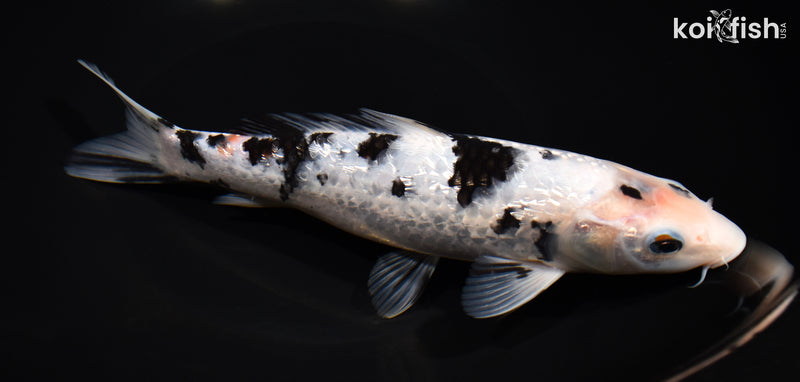 8.75" GINRIN SHIRO BEKKO