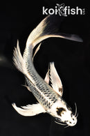 8.25" GINGA BUTTERFLY