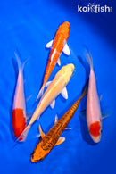 PACK OF (5) 4-5" STANDARD KOI