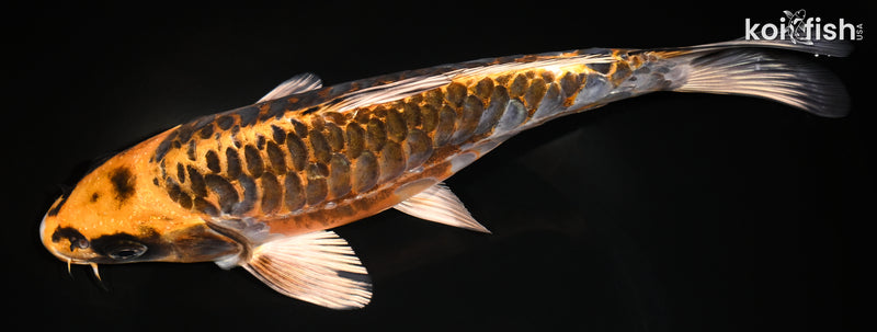 9.5" ARAGOKE BENI KIKOKURYU