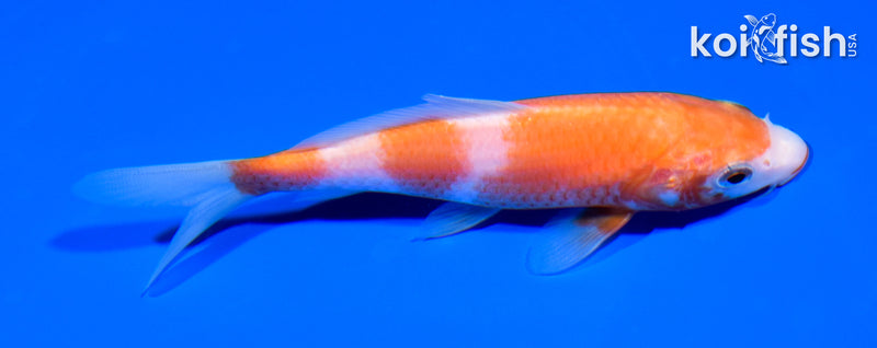 5.25" SANDAN KOHAKU