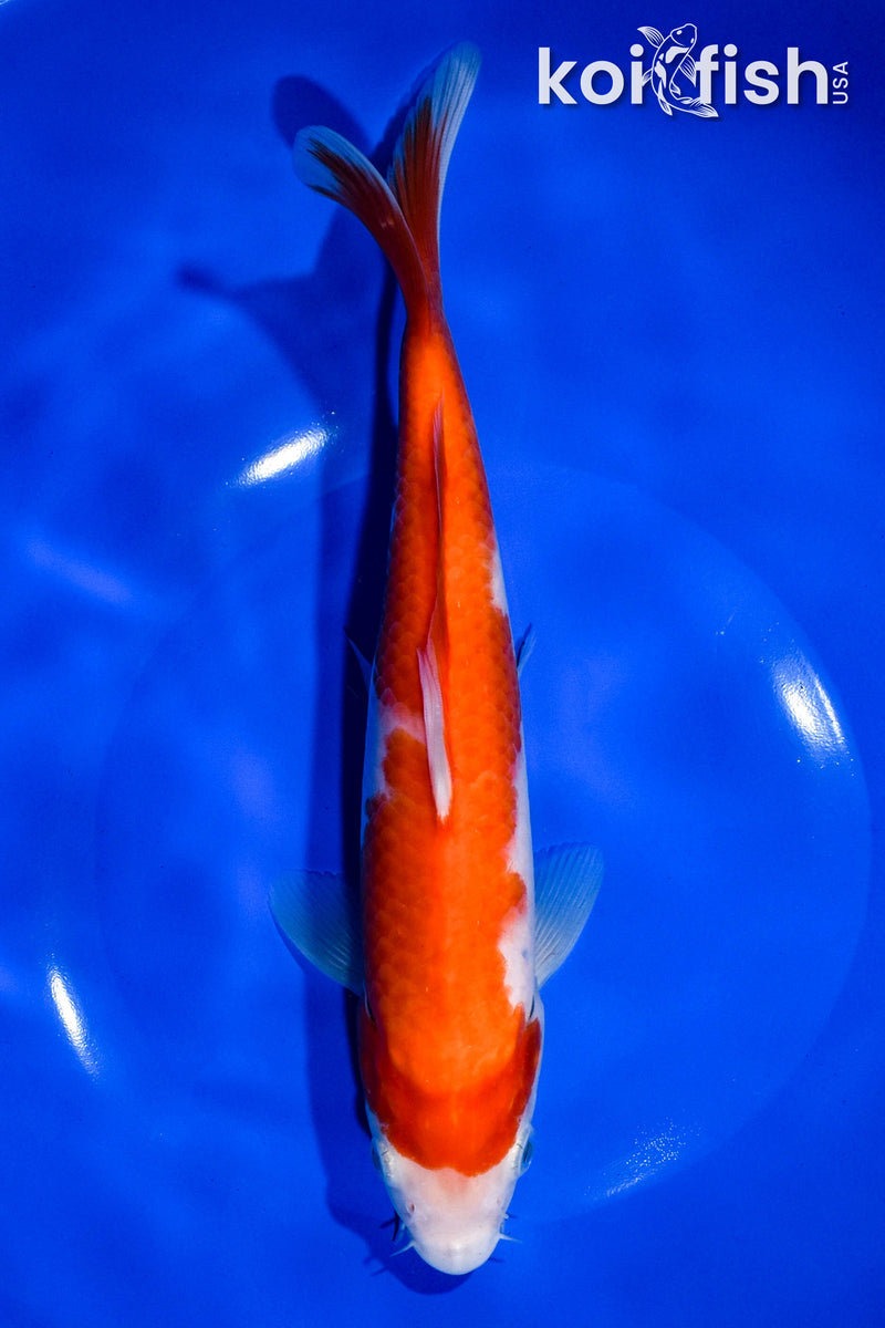 9" KOHAKU