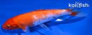 6.5" KOHAKU