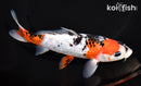 6.75" GINRIN BENI MATSUKAWABAKE