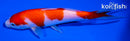 6.25" KOHAKU
