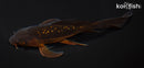 6.75" GINRIN CHAGOI BUTTERFLY