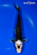 10.5" GINRIN MATSUKAWABAKE